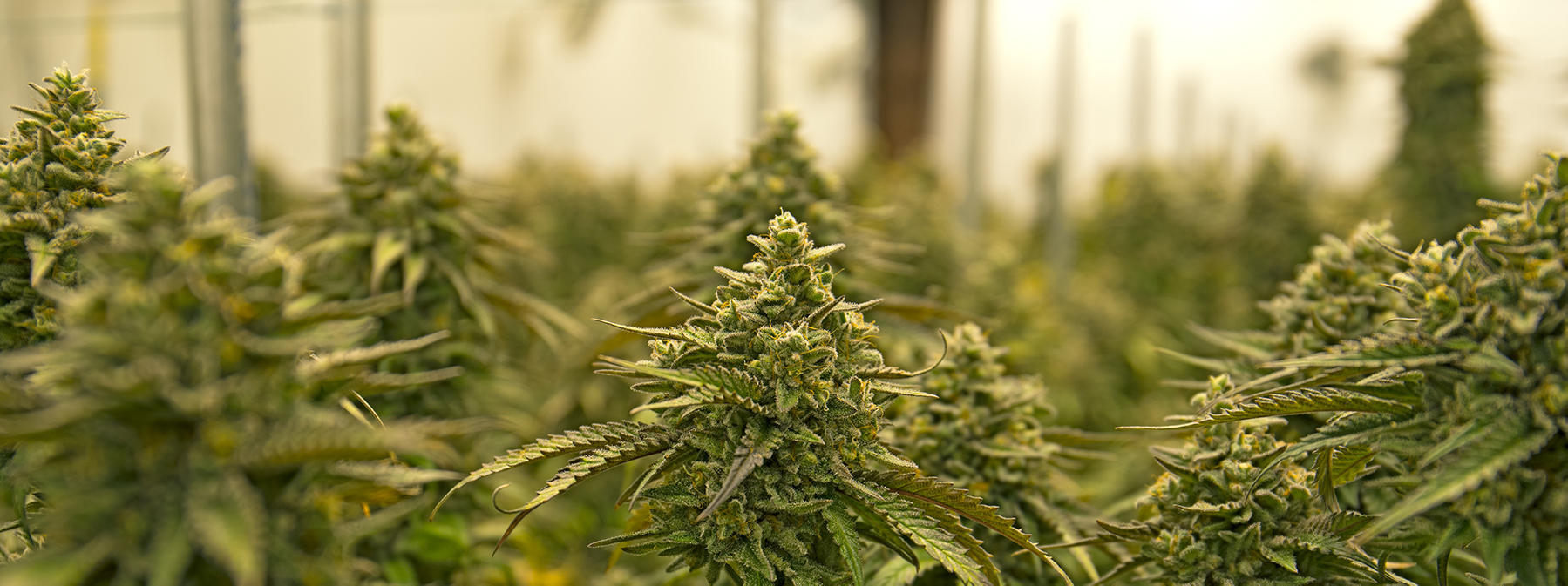 Commercial Grow Operation